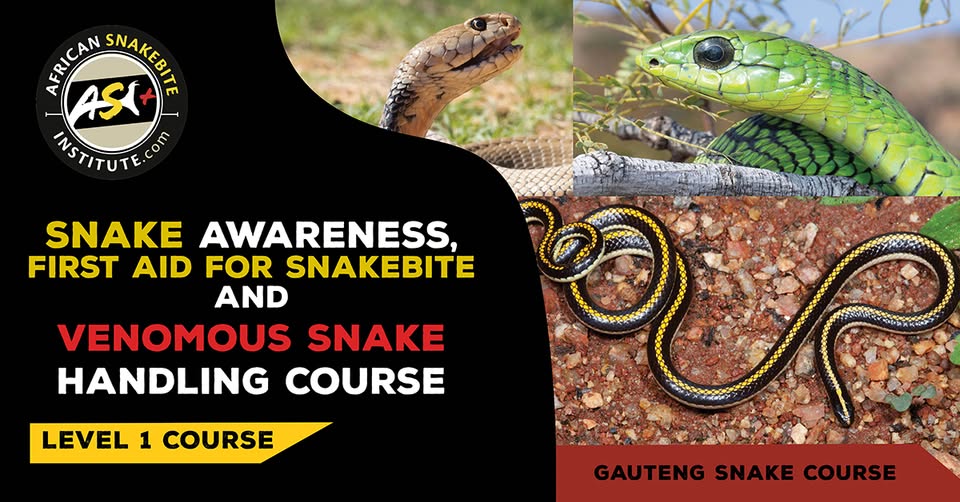 Snake Awareness First aid for Snakebite, Venomous Snake Handling