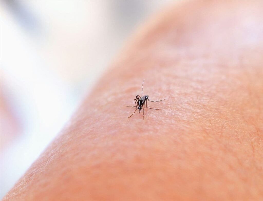 Gauteng reports uptick in malaria cases amid regional travel risks
